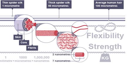 silk spider properties strength tensile strong fibre
